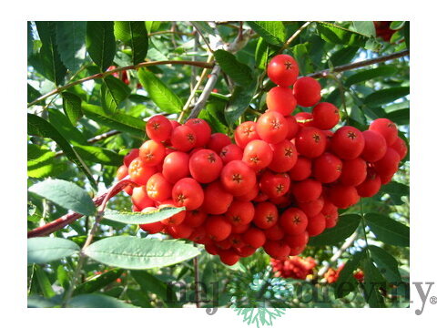 Jarabina Edulis na kmienku 120 cm, v črepníku Sorbus Aucuparia