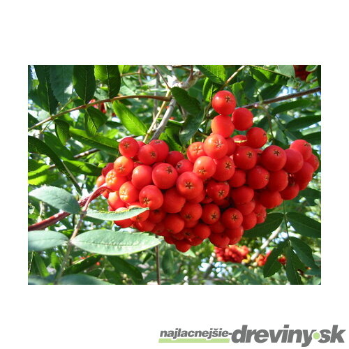 Jarabina Edulis na kmienku 120 cm, v črepníku Sorbus Aucuparia