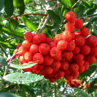 Jarabina Edulis na kmienku 120 cm, v črepníku Sorbus Aucuparia