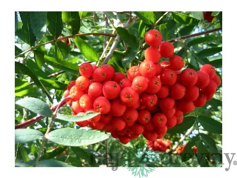 Jarabina Edulis na kmienku 120 cm, v črepníku Sorbus Aucuparia