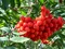 Jarabina Edulis na kmienku 120 cm, v črepníku Sorbus Aucuparia