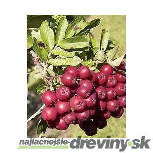Jarabina jedlá Burka, výška 80/120 cm, v črepníku 3l Sorbus Burka