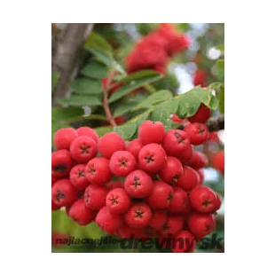 Jarabina jedlá Granatnaja 50/100 cm, v črepníku Sorbus Granatnaja