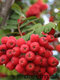 Jarabina jedlá Granatnaja 50/100 cm, v črepníku Sorbus Granatnaja