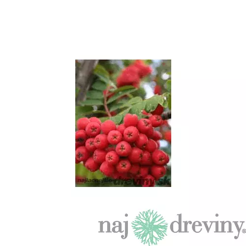 Jarabina jedlá Granatnaja 50/100 cm, v črepníku Sorbus Granatnaja