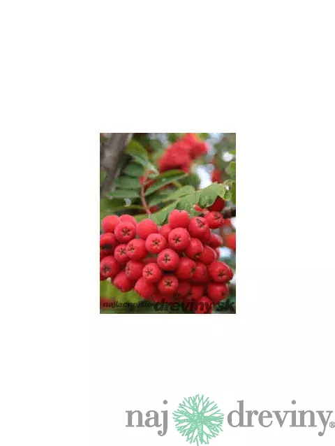 Jarabina jedlá Granatnaja 50/100 cm, v črepníku Sorbus Granatnaja