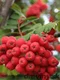 Jarabina jedlá Granatnaja 50/100 cm, v črepníku Sorbus Granatnaja