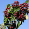 Jarabina jedlá Likornaja 80/120 cm, v črepníku Sorbus Krasnaja Krupnaja