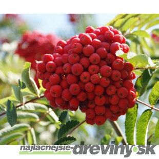 Jarabina jedlá Moravskaja Krupnoplodnaja, výška 80/120 cm, v črepníku 5l Sorbus Moravskaja Krupnoplodnaja