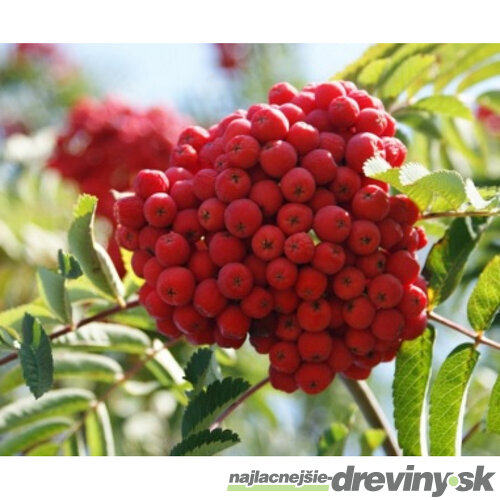 Jarabina jedlá Moravskaja Krupnoplodnaja, výška 80/120 cm, v črepníku 5l Sorbus Moravskaja Krupnoplodnaja