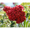Jarabina jedlá Moravskaja Krupnoplodnaja, výška 80/120 cm, v črepníku 5l Sorbus Moravskaja Krupnoplodnaja