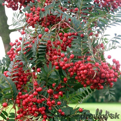 Jarabina Krasnaja Krupnaja, výška 80/120 cm, v črepníku 5l Sorbus alaja krupnaja