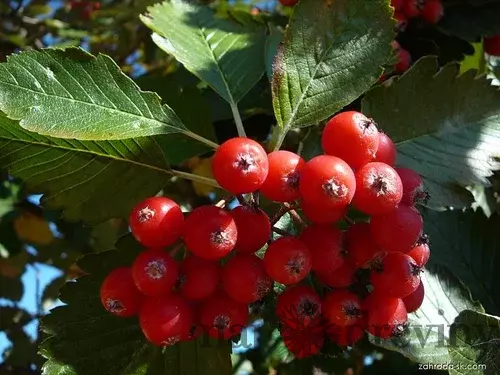 Jarabina Mukyňova 120/150 cm, v črepníku 10l Sorbus aria