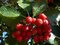 Jarabina Mukyňova 120/150 cm, v črepníku 10l Sorbus aria