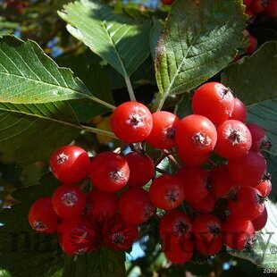 Jarabina Mukyňova 120/150 cm, v črepníku 10l Sorbus aria