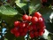 Jarabina Mukyňova 120/150 cm, v črepníku 10l Sorbus aria