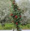 Jarabina Murkyňova Lutescens na kmienku 120/140 cm, v črepníku Sorbus aucuparia Lutescens