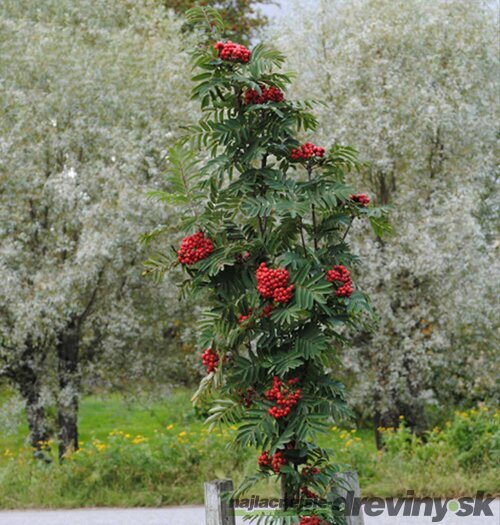 Jarabina Murkyňova Lutescens na kmienku 120/140 cm, v črepníku Sorbus aucuparia Lutescens