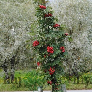 Jarabina Murkyňova Lutescens na kmienku 120/140 cm, v črepníku Sorbus aucuparia Lutescens