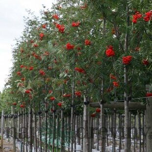 Jarabina prostredná, na kmienku 100 cm, v črepníku Sorbus intermedia