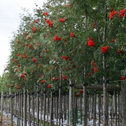Jarabina prostredná, na kmienku 100 cm, v črepníku Sorbus intermedia