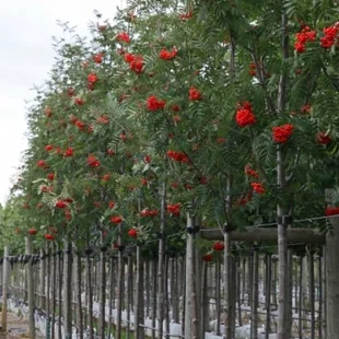 Jarabina prostredná, na kmienku 100 cm, v črepníku Sorbus intermedia