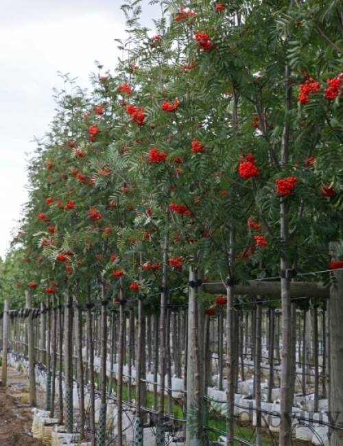 Jarabina prostredná, na kmienku 100 cm, v črepníku Sorbus intermedia