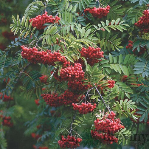 Jarabina prostredná na kmienku, výška 400+ cm, obvod kmienka 10/12 cm, v črepníku 65l Sorbus x intermedia 