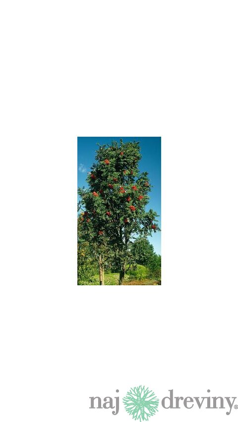 Jarabina prostredná, obvod kmienka 10/12 cm, celková výška pri dodaní 300/400 cm, v črepníku Sorbus intermedia