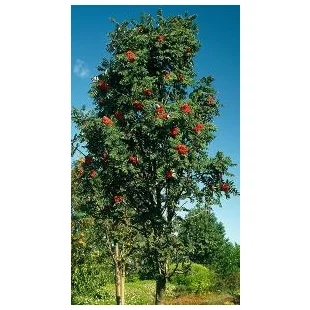 Jarabina prostredná, obvod kmienka 10/12 cm, celková výška pri dodaní 300/400 cm, v črepníku Sorbus intermedia