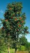 Jarabina prostredná, obvod kmienka 10/12 cm, celková výška pri dodaní 300/400 cm, v črepníku Sorbus intermedia