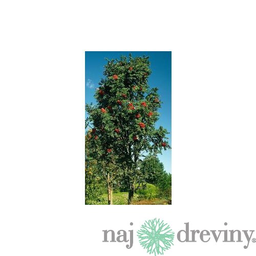 Jarabina prostredná, obvod kmienka 10/12 cm, celková výška pri dodaní 300/400 cm, v črepníku Sorbus intermedia