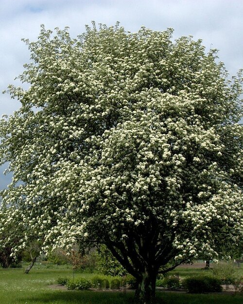Jarabina prostredná obvod kmienka 6/8cm, výška 275/+cm, v črepníku Sorbus intermedia