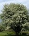 Jarabina prostredná obvod kmienka 6/8cm, výška 275/+cm, v črepníku Sorbus intermedia