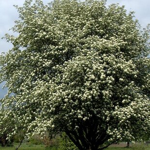 Jarabina prostredná obvod kmienka 6/8cm, výška 275/+cm, v črepníku Sorbus intermedia