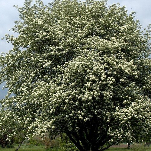 Jarabina prostredná obvod kmienka 6/8cm, výška 275/+cm, v črepníku Sorbus intermedia