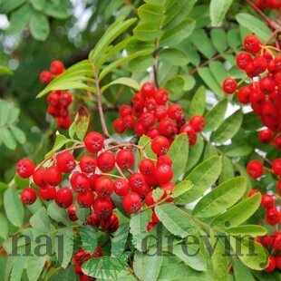 Jarabina vtáčia, 140/160 cm, v črepníku Sorbus aucuparia