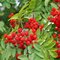 Jarabina vtáčia, 140/160 cm, v črepníku Sorbus aucuparia