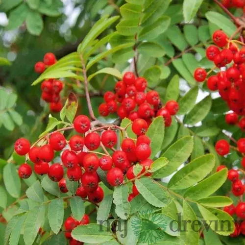 Jarabina vtáčia, 140/160 cm, v črepníku Sorbus aucuparia