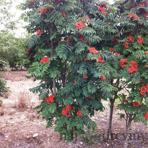 Jarabina vtáčia, 180/220 cm, v črepníku Sorbus aucuparia