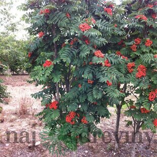 Jarabina vtáčia, 180/220 cm, v črepníku Sorbus aucuparia