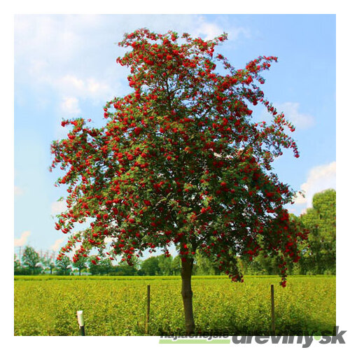 Jarabina vtáčia jedlá Edulis 250 + cm, obvod 8/10 cm, v črepníku Sorbus aucuparia var.edulis