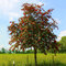 Jarabina vtáčia jedlá Edulis 250 + cm, obvod 8/10 cm, v črepníku Sorbus aucuparia var.edulis
