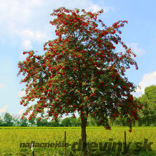 Jarabina vtáčia jedlá Edulis 250 + cm, obvod 8/10 cm, v črepníku Sorbus aucuparia var.edulis