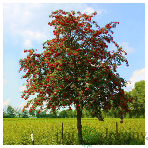 Jarabina vtáčia jedlá Edulis 250 + cm, obvod 8/10 cm, v črepníku Sorbus aucuparia var.edulis