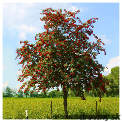 Jarabina vtáčia jedlá Edulis 250 + cm, obvod 8/10 cm, v črepníku Sorbus aucuparia var.edulis