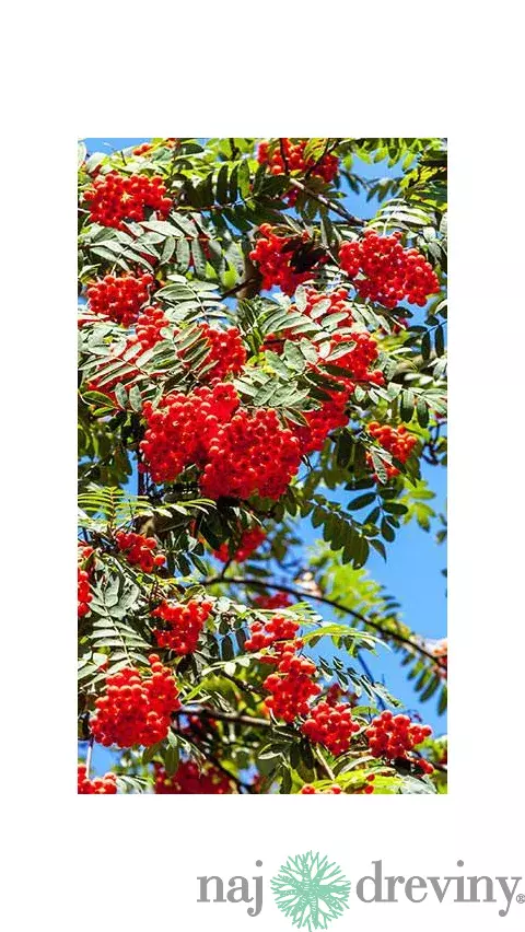 Jarabina vtáčia obvod kmienka 10/12cm, výška 350/+cm, v črepníku Sorbus aucuparia