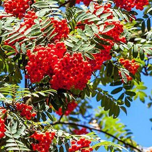 Jarabina vtáčia obvod kmienka 10/12cm, výška 350/+cm, v črepníku Sorbus aucuparia
