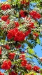 Jarabina vtáčia obvod kmienka 10/12cm, výška 350/+cm, v črepníku Sorbus aucuparia