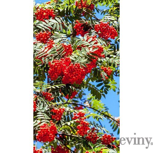 Jarabina vtáčia obvod kmienka 10/12cm, výška 350/+cm, v črepníku Sorbus aucuparia